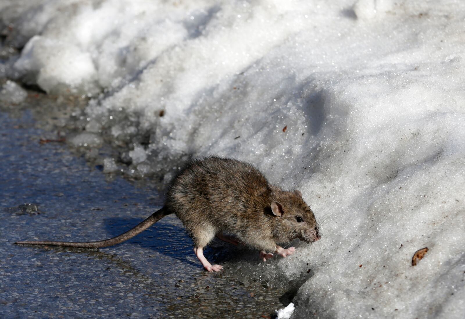 FILE - A rat is seen in Central Park in New York, March 19, 2017. (AP Photo/Seth Wenig, File)