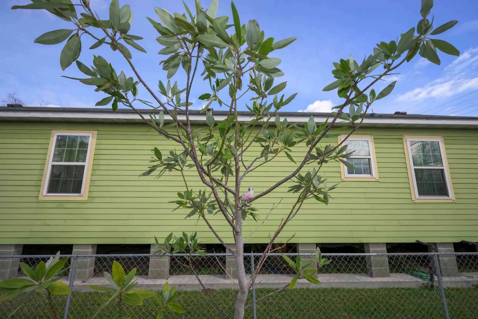 A tree planted by SOUL (Sustaining Our Urban Landscape), which includes a wooden bird sculpture, is seen in the Lower 9th Ward in New Orleans, Thursday, Feb. 27, 2025. (AP Photo/Matthew Hinton)