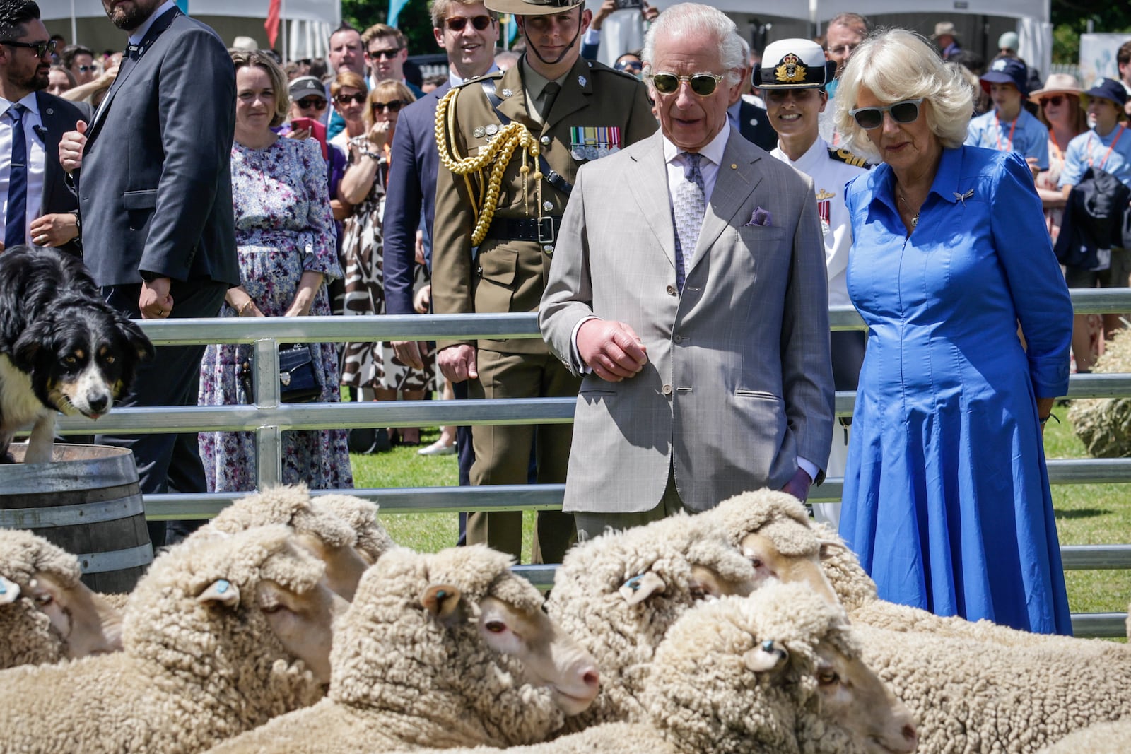 Britain's King Charles III and Queen Camilla view a sheep dog demonstration during the Premier's Community BBQ on Tuesday Oct. 22, 2024 in Sydney, Australia. (Brook Mitchell/Pool Photo via AP)