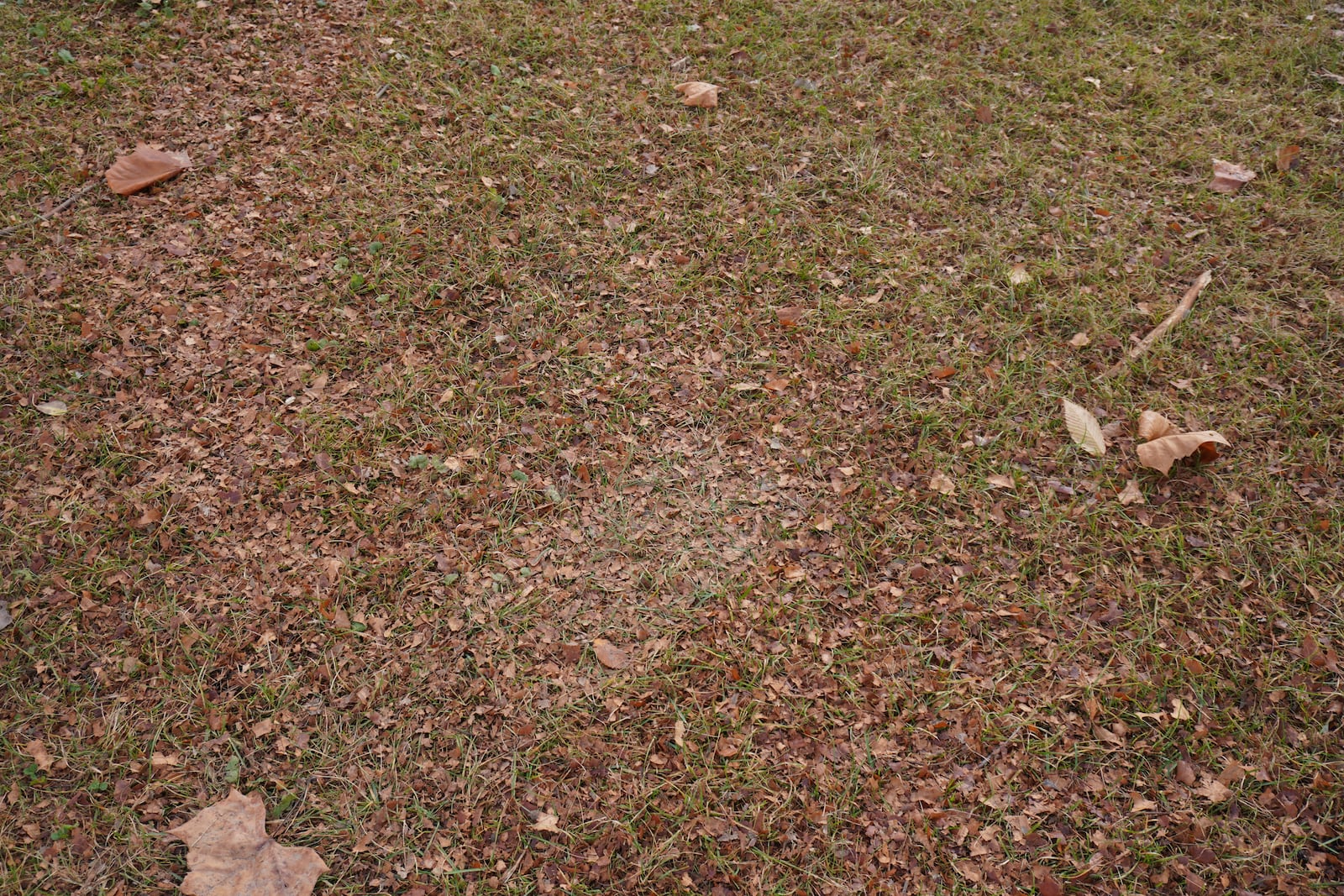 Chopping leaves up with the lawnmower is preferred to bagging and disposing of leaves. CONTRIBUTED