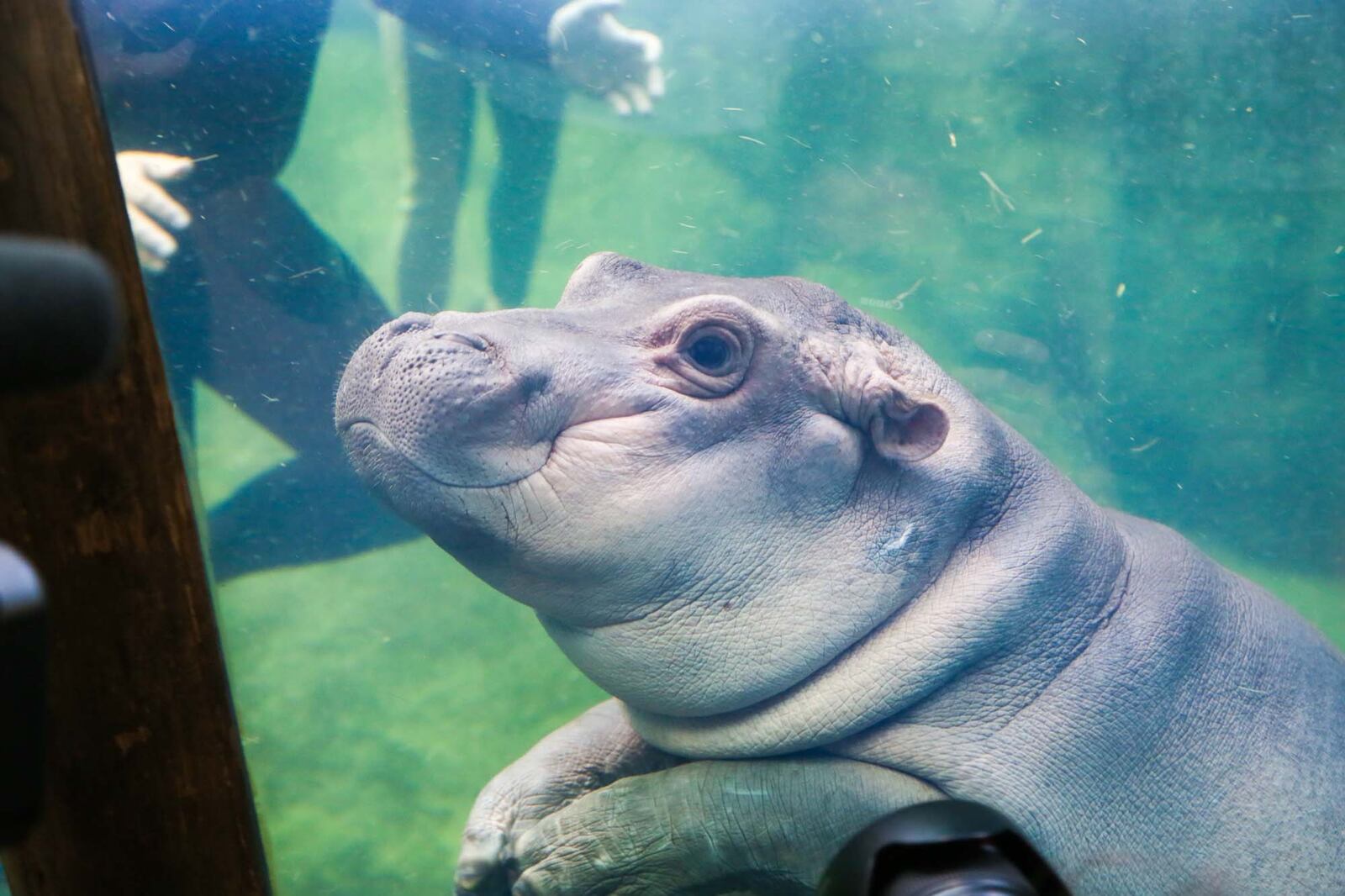 The Cincinnati Zoo and Botanical Garden has decided its popular baby hippo is ready for her close-up. Fiona is making her news media debut Wednesday evening with cameras rolling as she navigates the 9-foot-deep Hippo Cove pool. The zoo emphasizes she isnât ready for public display yet, but the media-only event is a step toward that. GREG LYNCH / STAFF