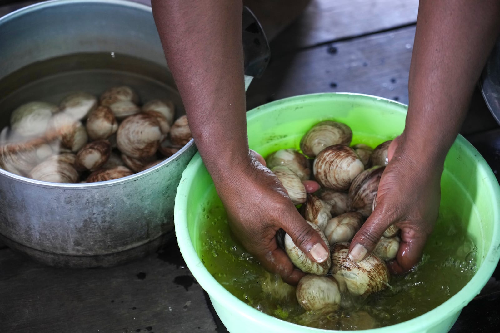 Petronela Merauje prepares clams to cook at her house at Enggros village in Jayapura, Papua province, Indonesia on Wednesday, Oct. 2, 2024. (AP Photo/Firdia Lisnawati)