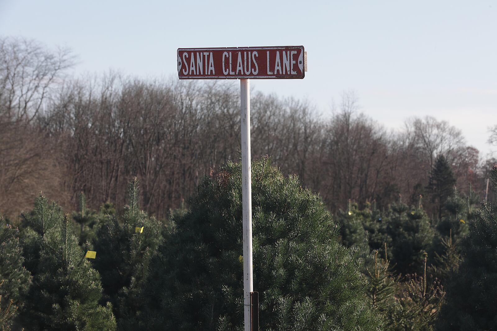 A street sign among the trees at Carl and Dorothy Young's Cut Your Own Christmas Tree Farm Friday. BILL LACKEY/STAFF