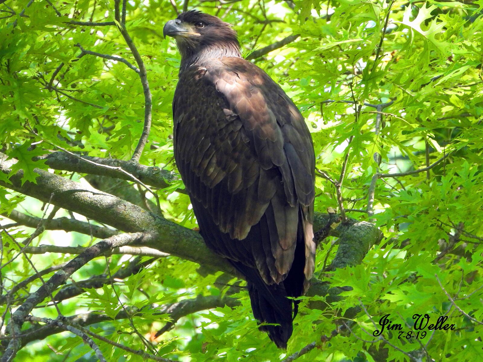 Jim Weller, founder of Eastwood Eagle Watchers, photographed 96-day-old Prairie. The fledging eagle and its sibling, Aero, are now flying in Carillon Historical Park. PHOTO COURTESY OF JIM WELLER