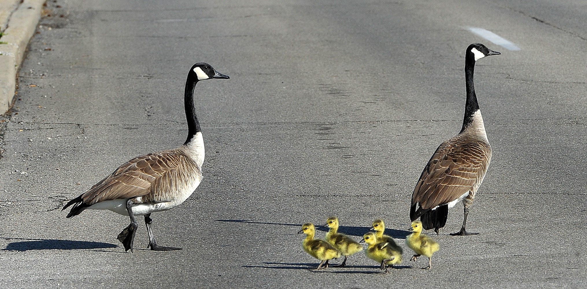 PHOTOS: Family of geese go for a walk in Dayton