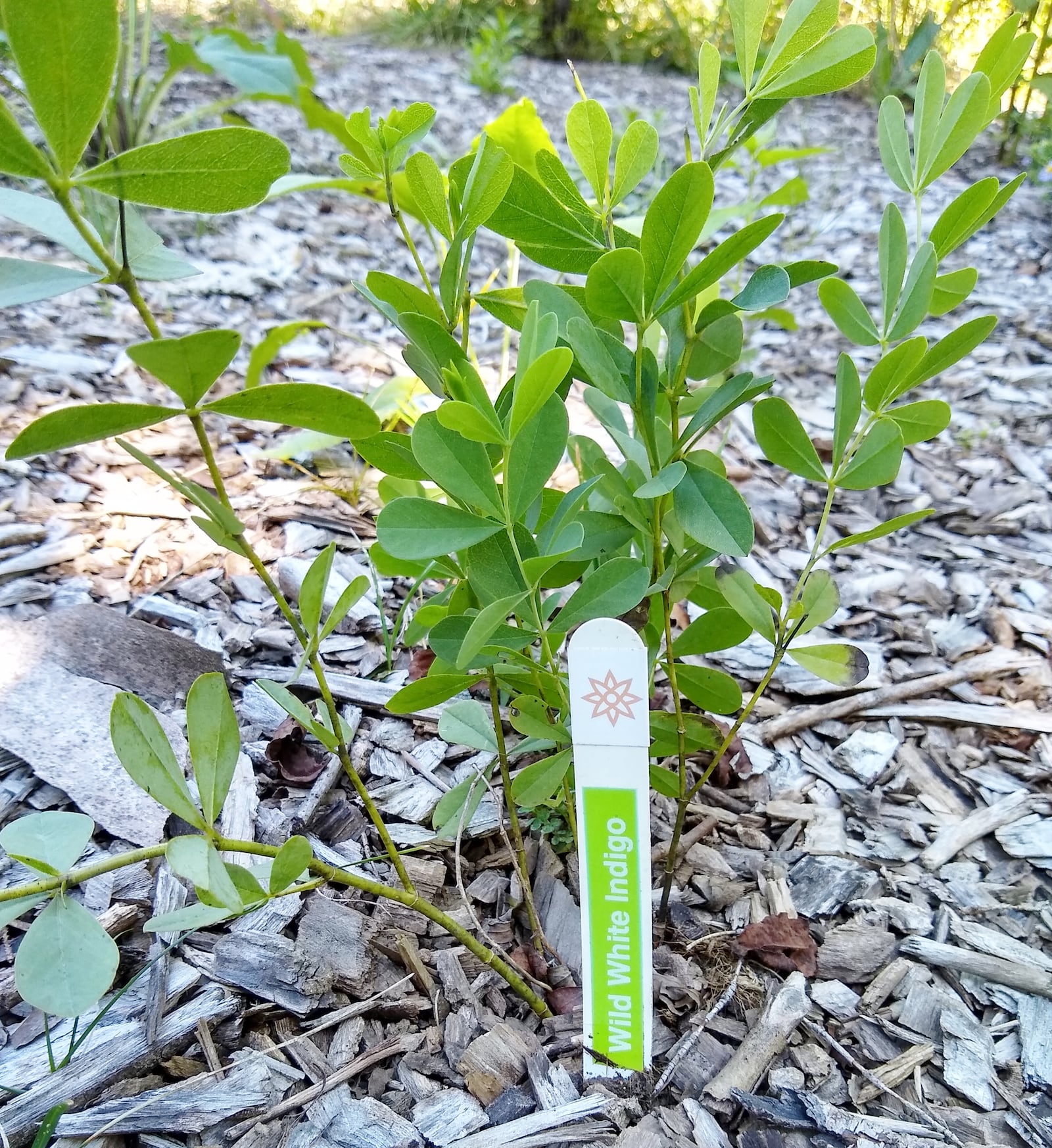 A native plant from the Tadmor Greenes nursery. KARI CARTER / CONTRIBUTED