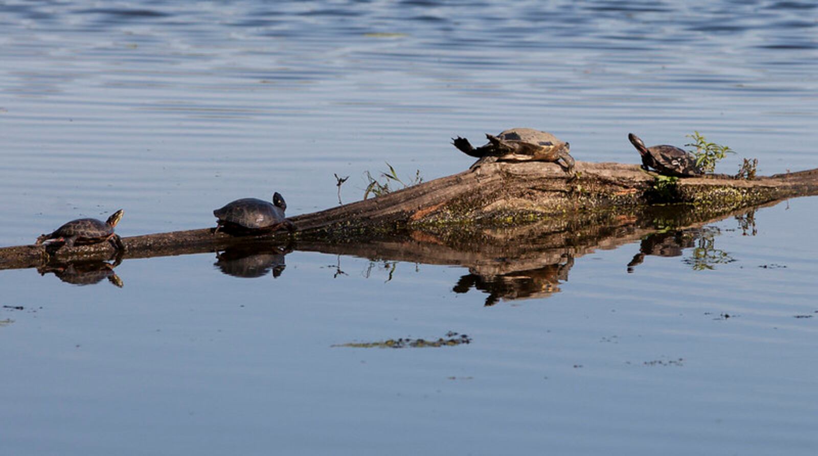 Cedar Lake residents enjoy some spring sun bathing at Carriage Hill MetroPark. Photo by Jan Underwood