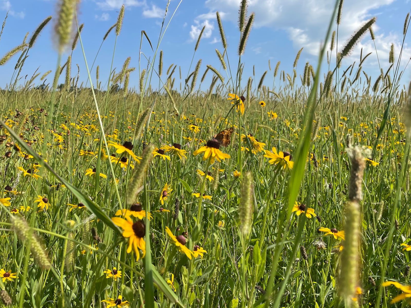 Frost Farmstead, located at 185 South Valley Road in Xenia, offers u-pick flowers and much more noon to 8 p.m. Fridays, Saturdays and Sundays through October.