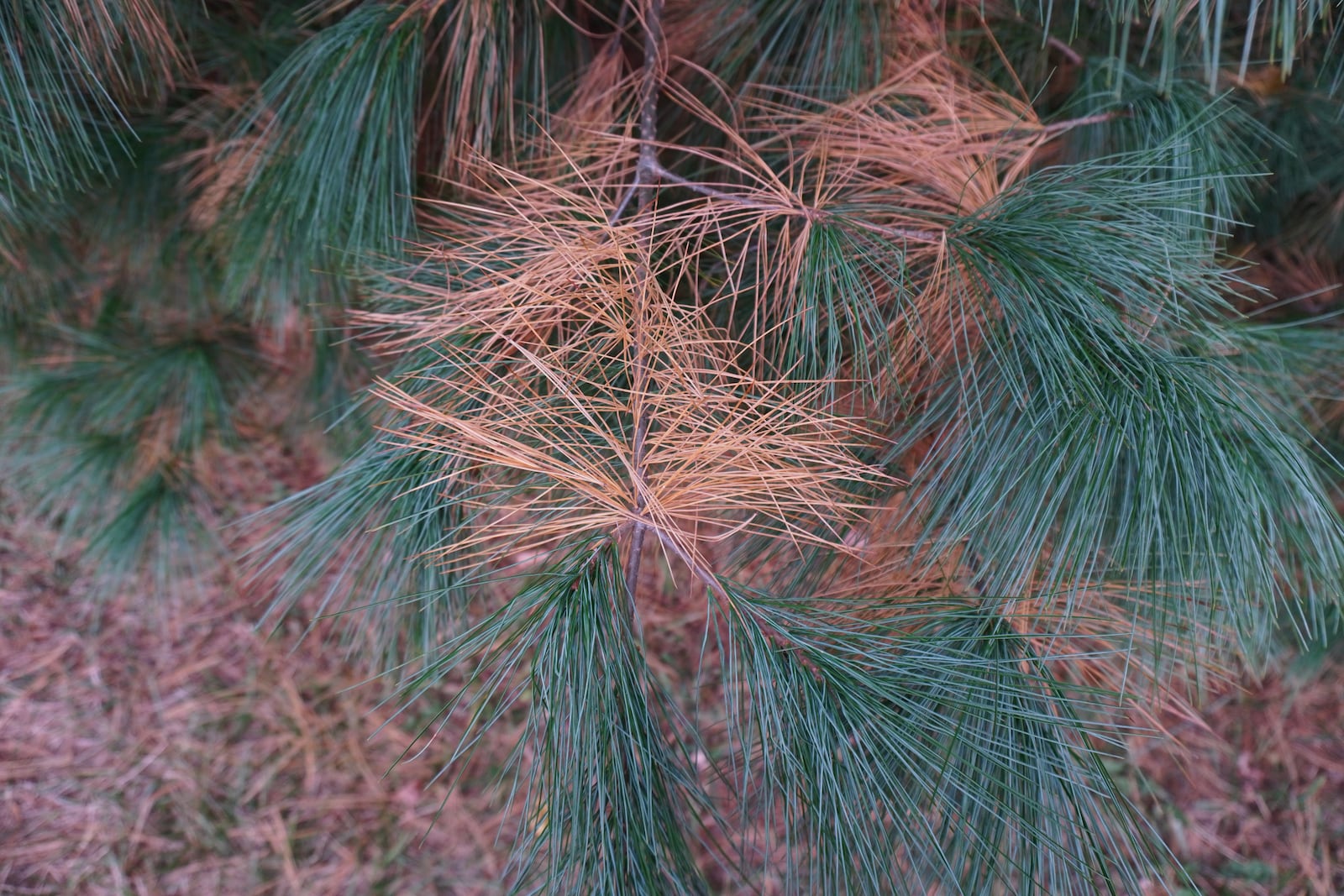 Two and three year old needles shedding on this white pine.