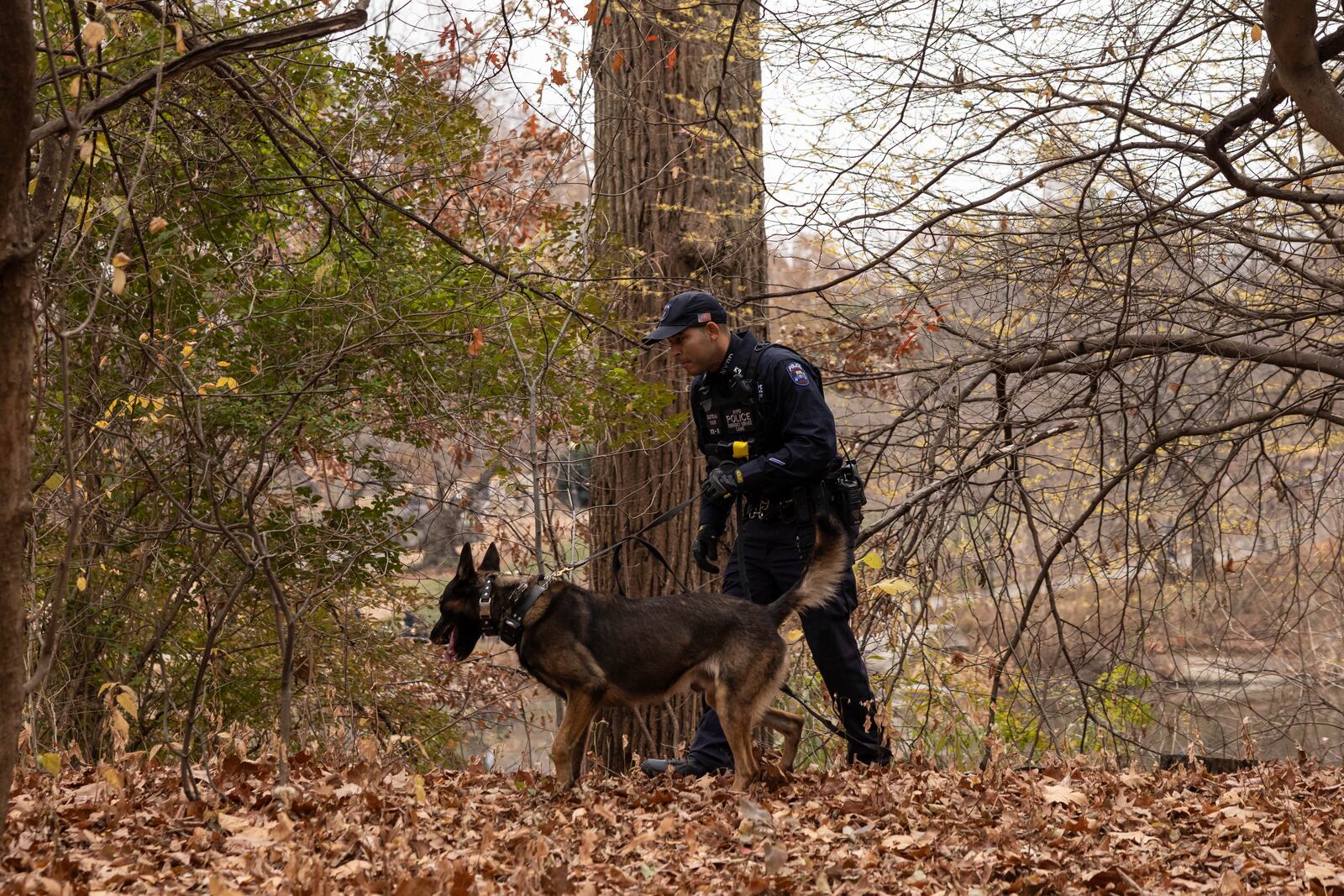 An NYPD police officer and K-9 dog search around a lake in Central Park, Monday, Dec. 9, 2024, in New York. (AP Photo/Yuki Iwamura)