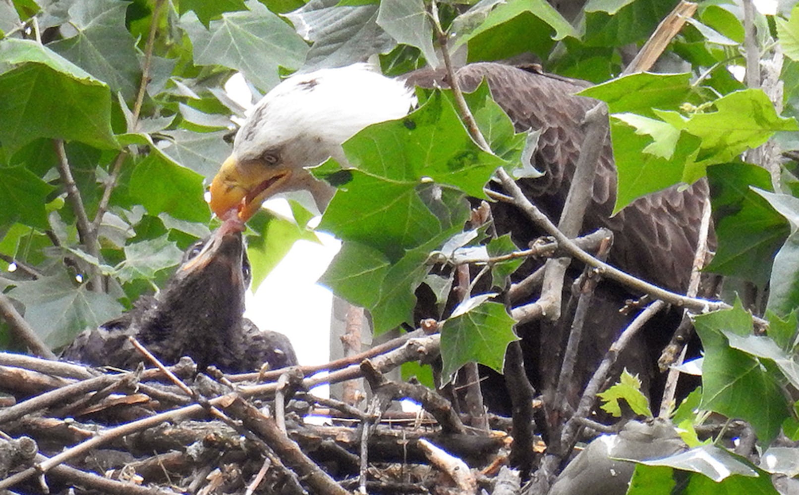 Carillon Park bald eagles