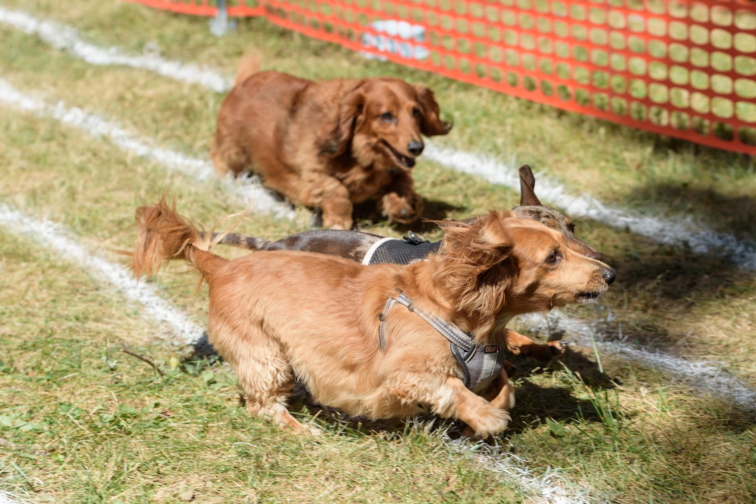 PHOTOS: 2024 Oktoberfest Springboro