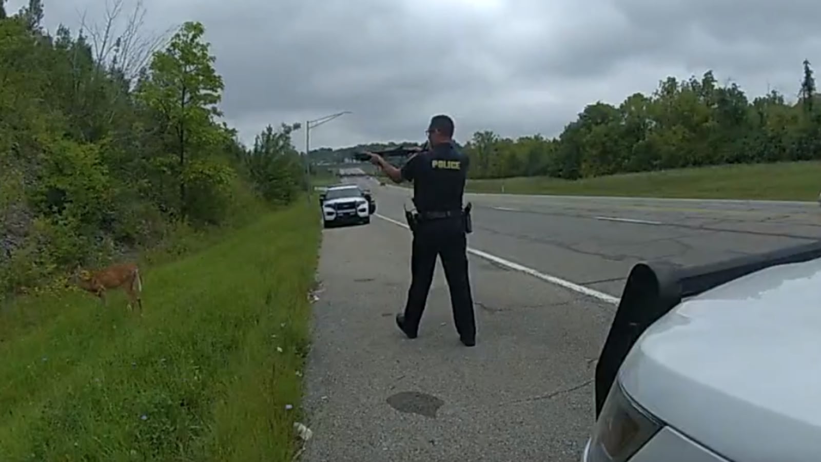 A Colerain Twp. police officer attempts to move a "zombie deer" away from the road. Zombie deer have been bitten by gnats and picked up a disease that causes them to stare and not be deterred by loud noises. CONTRIBUTED/COLERAIN POLICE