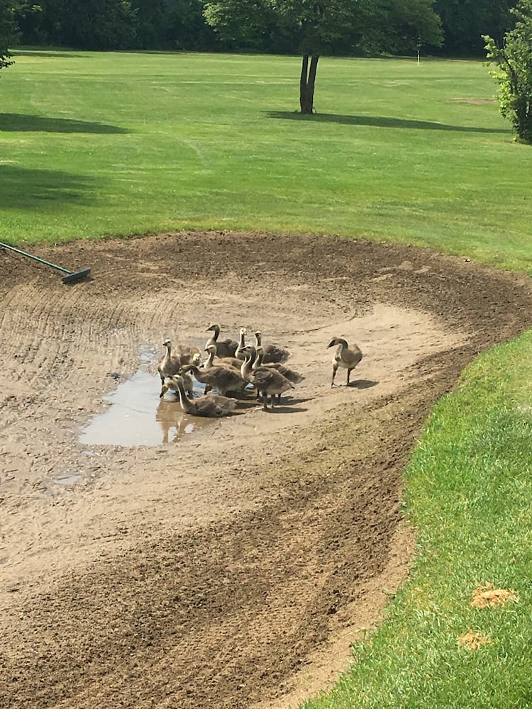 PHOTOS: A look back at Community Golf Club