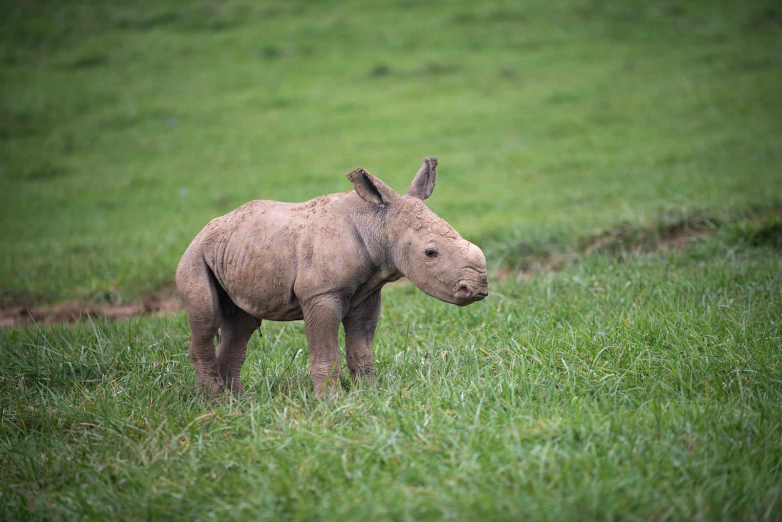 In the early morning hours of Oct. 5, a female southern white rhinoceros calf was born at The Wilds non-profit safari park and conservation center in Cumberland, Ohio, east of Columbus.