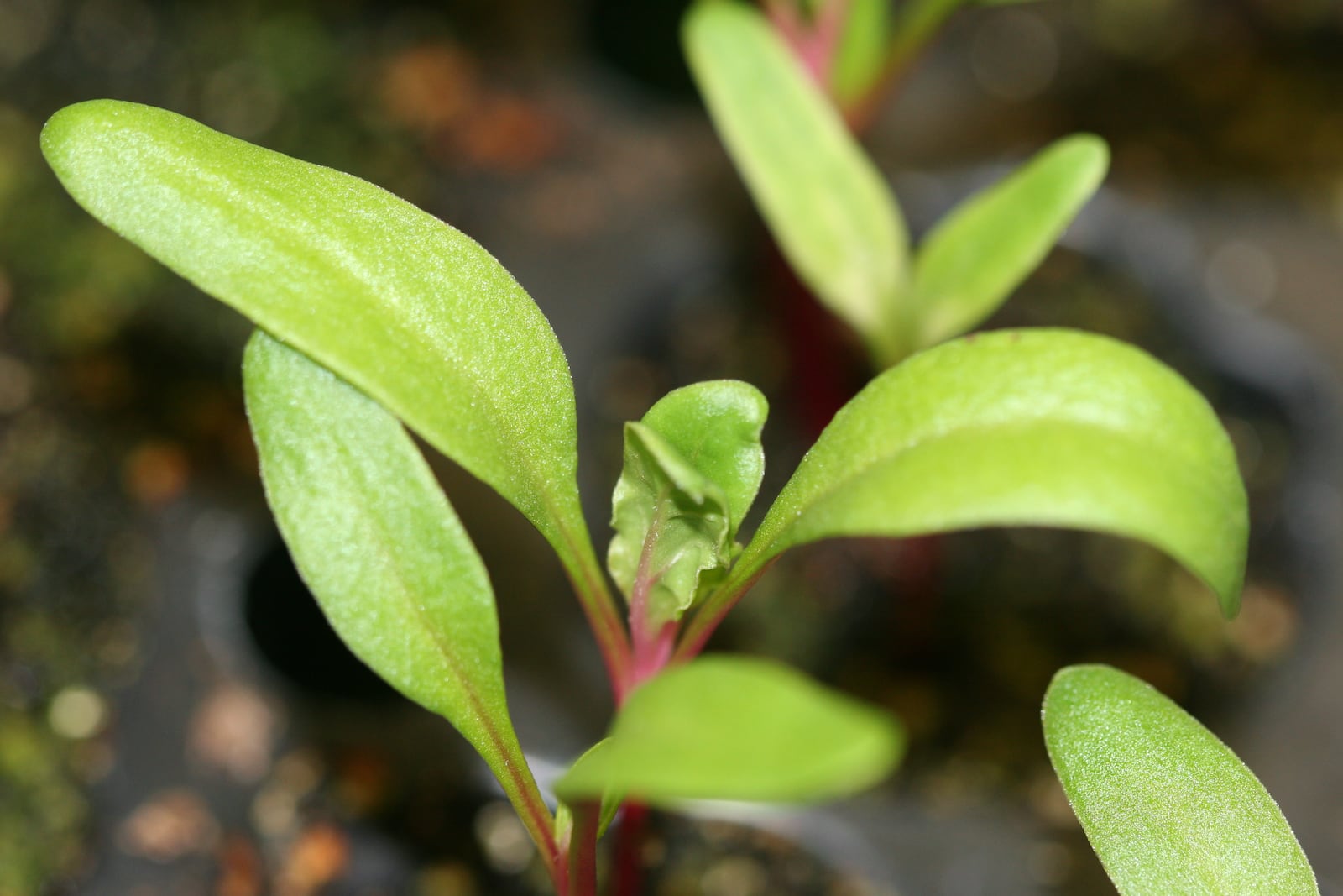 Cotyledon leaves are the first to develop; in the center are the first true leaves opening. CONTRIBUTED