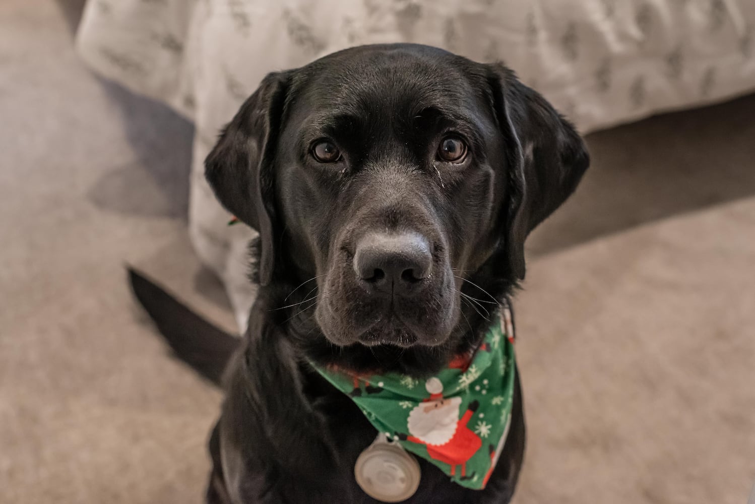 PHOTOS: A Dickens of a Christmas St. Anne’s Hill Holiday Home Tour