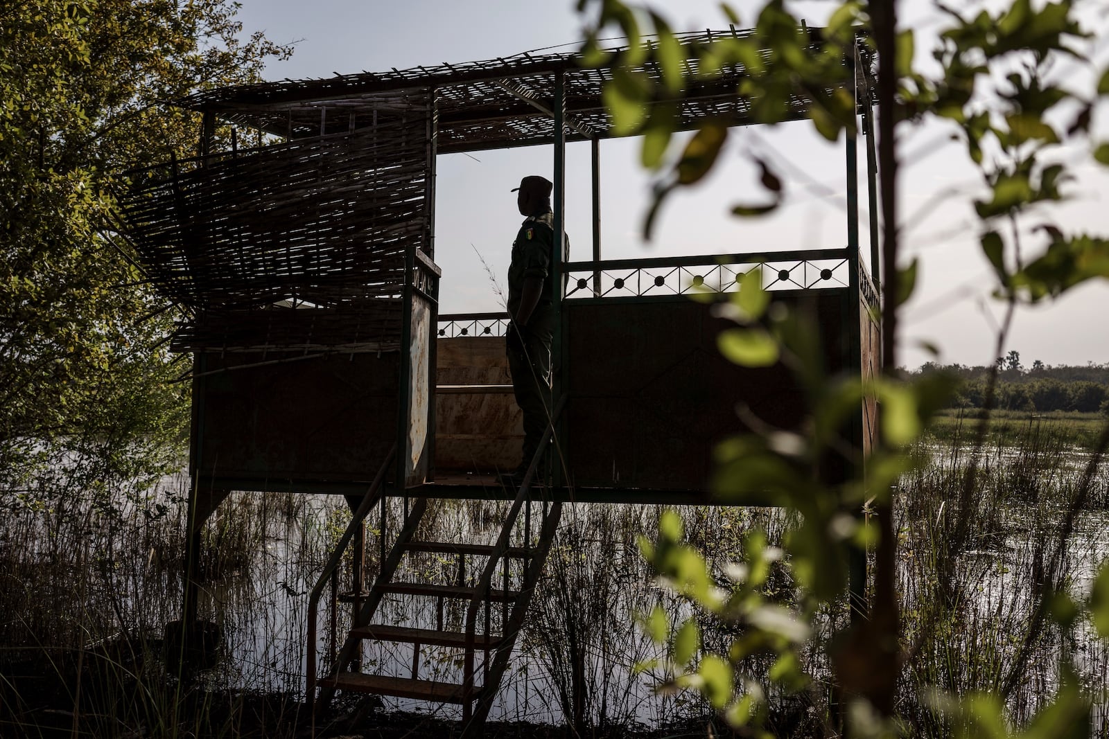 Paul Diedhiou, a colonel with Senegal's Direction of National Parks, looks for lions at Niokolo Koba National Park, Senegal on Tuesday, Jan. 14, 2025. (AP Photo/Annika Hammerschlag)