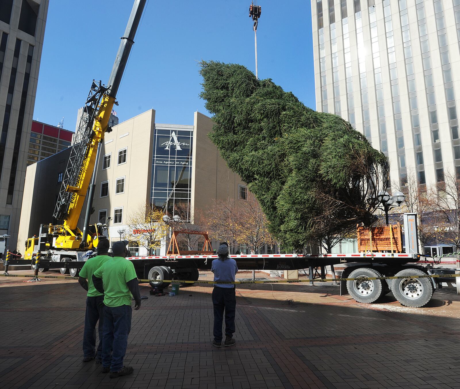 The 'perfect tree' will arrive Wednesday afternoon, Nov. 10 at Courthouse Square in Dayton.