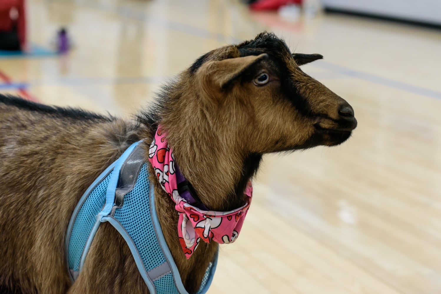 PHOTOS: Sweetheart Goat Yoga at Vandalia Recreation Center