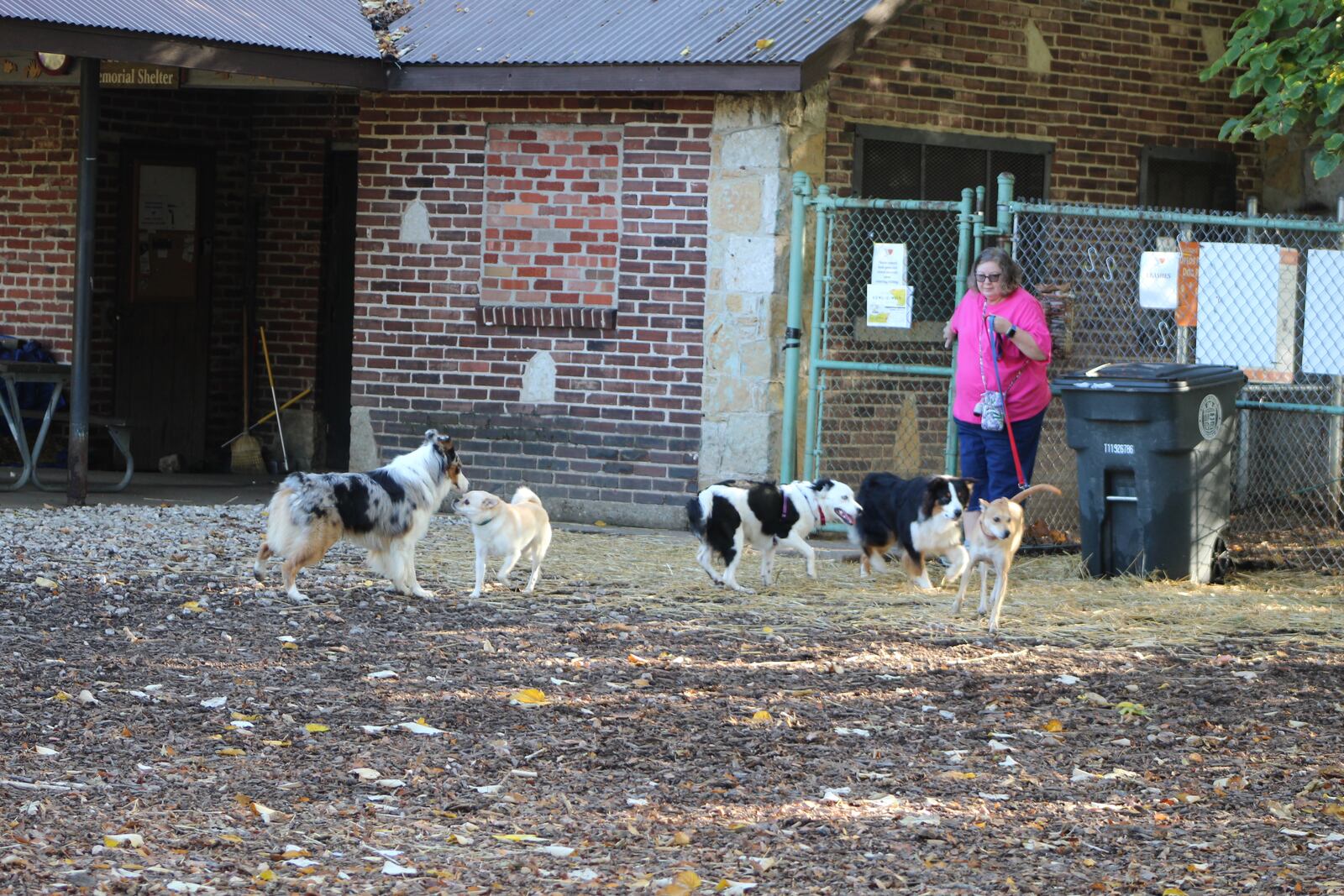 Dogs at play at Deeds Point Dog Park. CORNELIUS FROLIK / STAFF