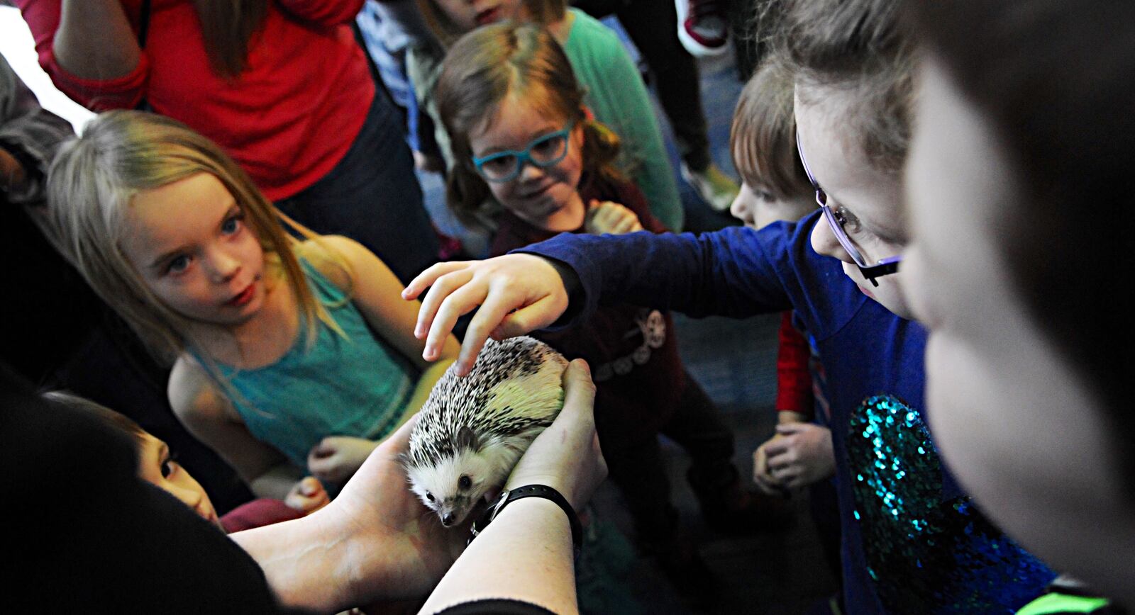 Quilliam, the African Pygmy Hedgehog at the Boonshoft Museum of Discovery, made a weather prediction on Wednesday, Feb. 1, 2017. MARSHALL GORBY / STAFF