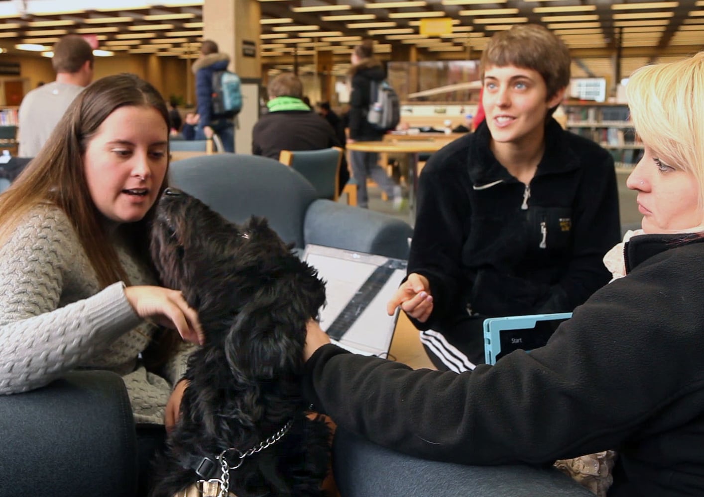 Finals Week Stress Relief Dogs