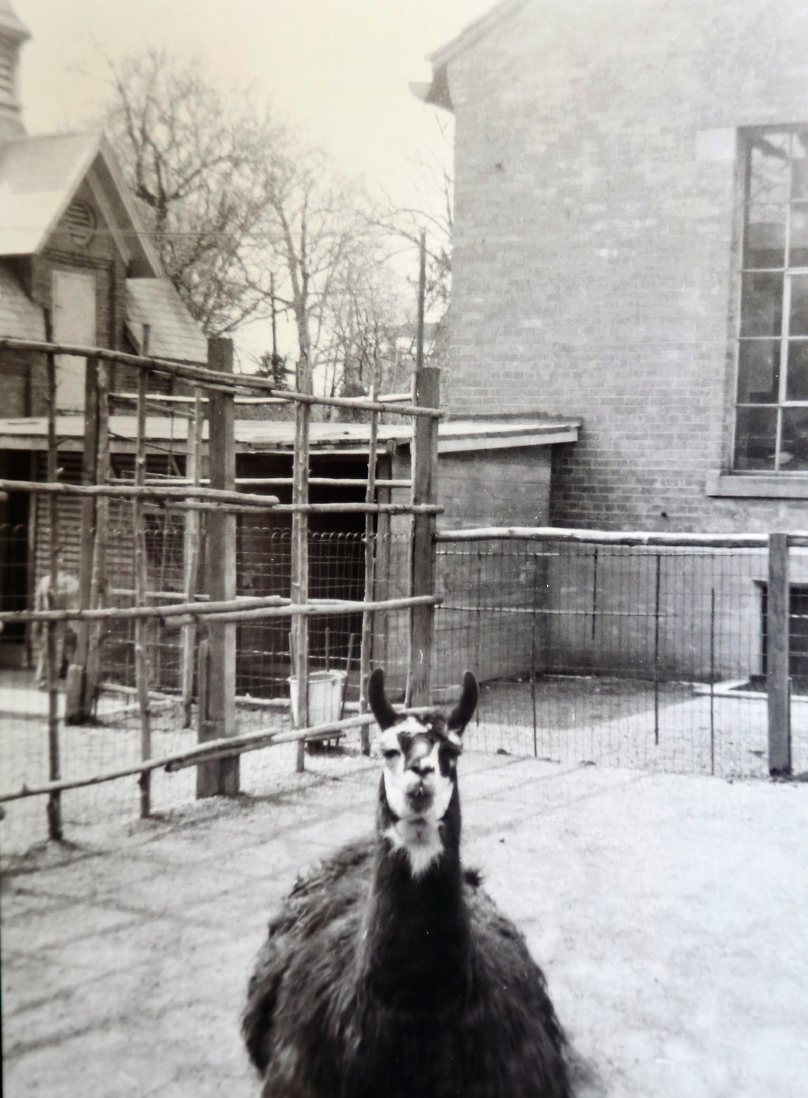 A llama was one of the animals in the zoo at the Dayton Art Institute during the 1930s and 1940s. DAYTON ART INSTITUTE