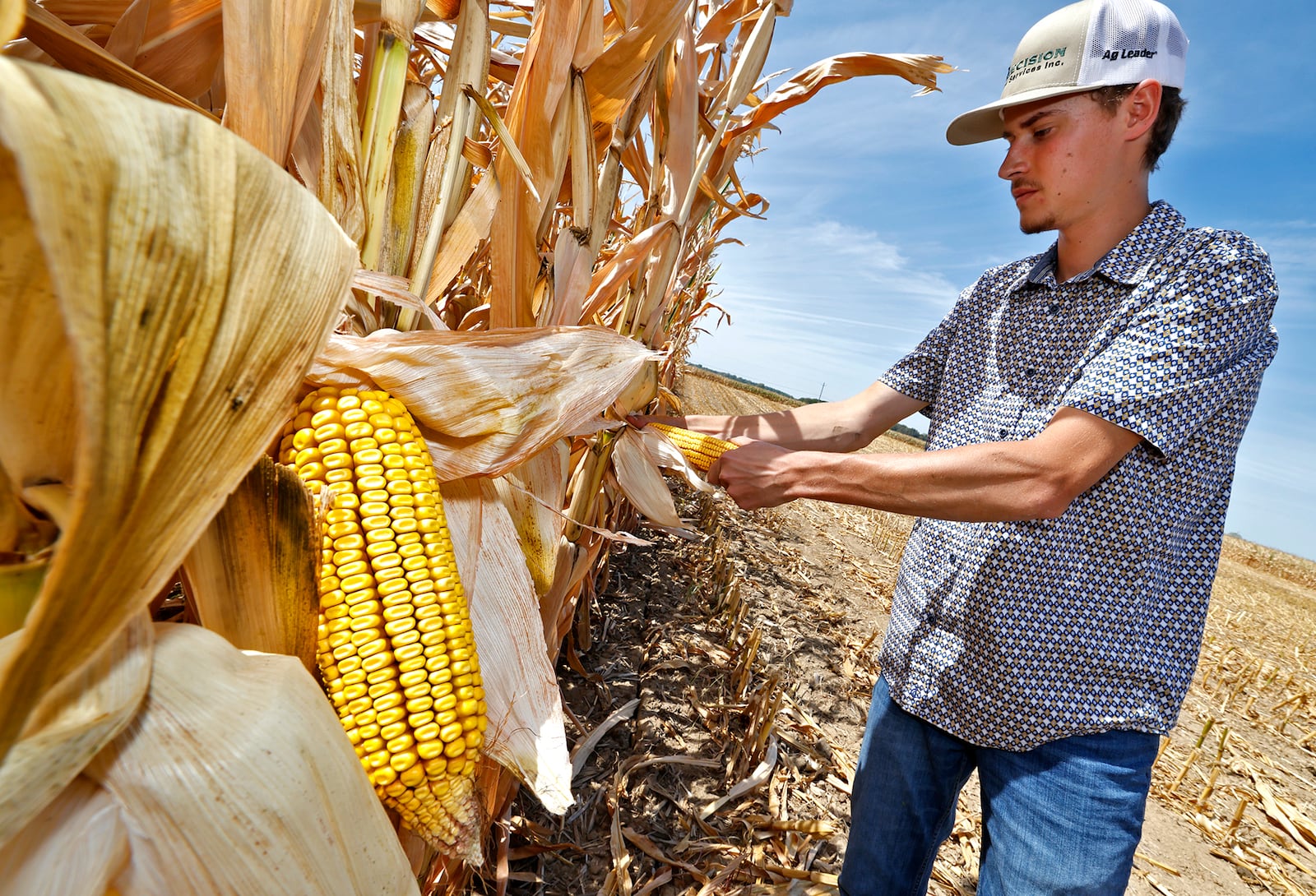 Clark County farmer Lane Harbage exposes some underdeveloped ears of corn in a dried out field on his family's farm Thursday, Sept. 12, 2024. The USDA Farm Service Agency has designated 22 counties in southern and Southwest Ohio as natural disaster areas. BILL LACKEY/STAFF