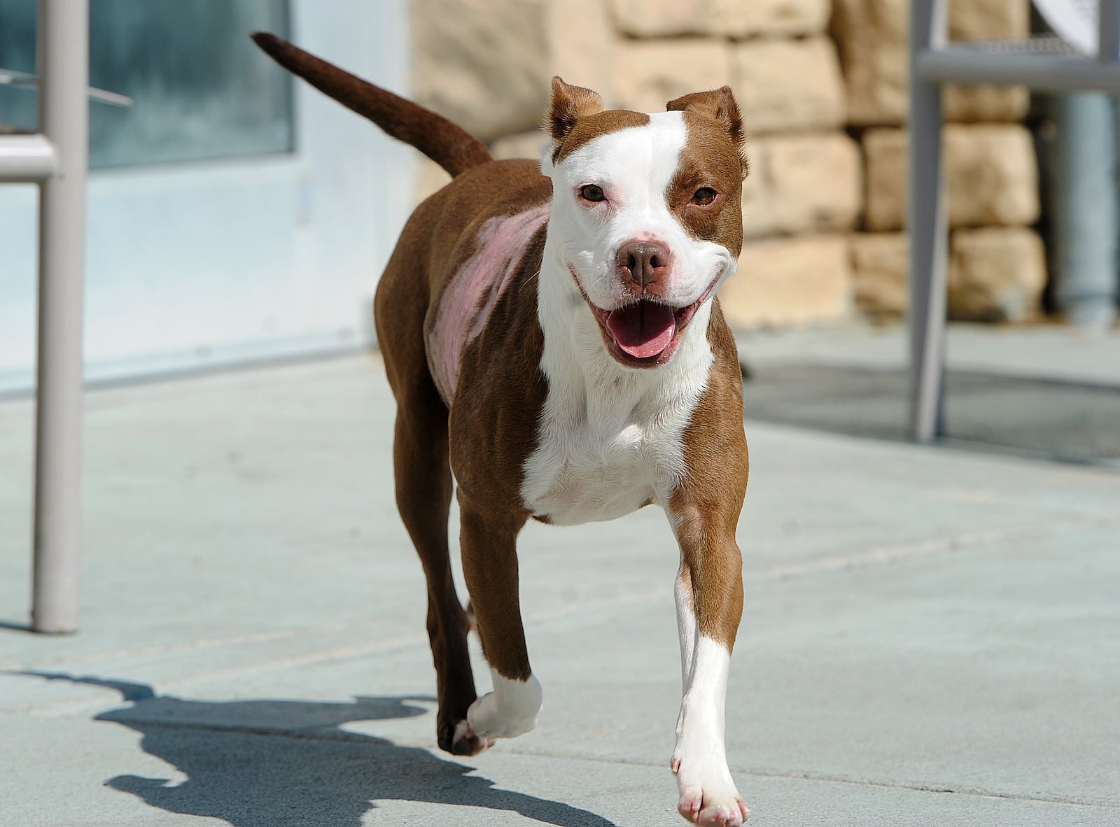 Honeycomb, a dog available for adoption and a foster home at the Montgomery County Animal Resource Center, frolicks in the courtyard area of the shelter. MARSHALL GORBY\STAFF