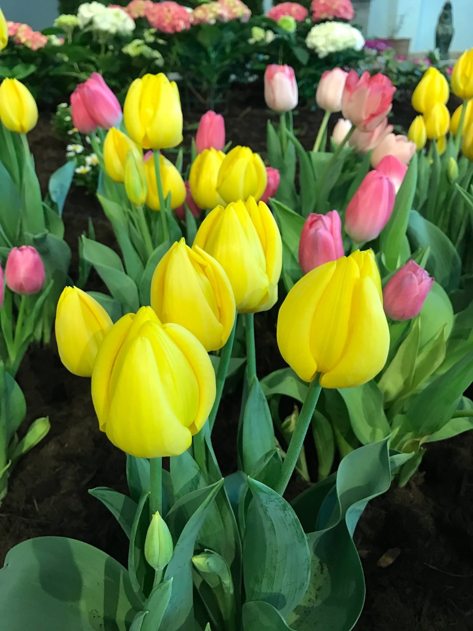 The tulip’s Marian name is “Mary’s Prayer.” It is one of the flowers currently on display at the University of Dayton’s library. SUBMITTED PHOTO