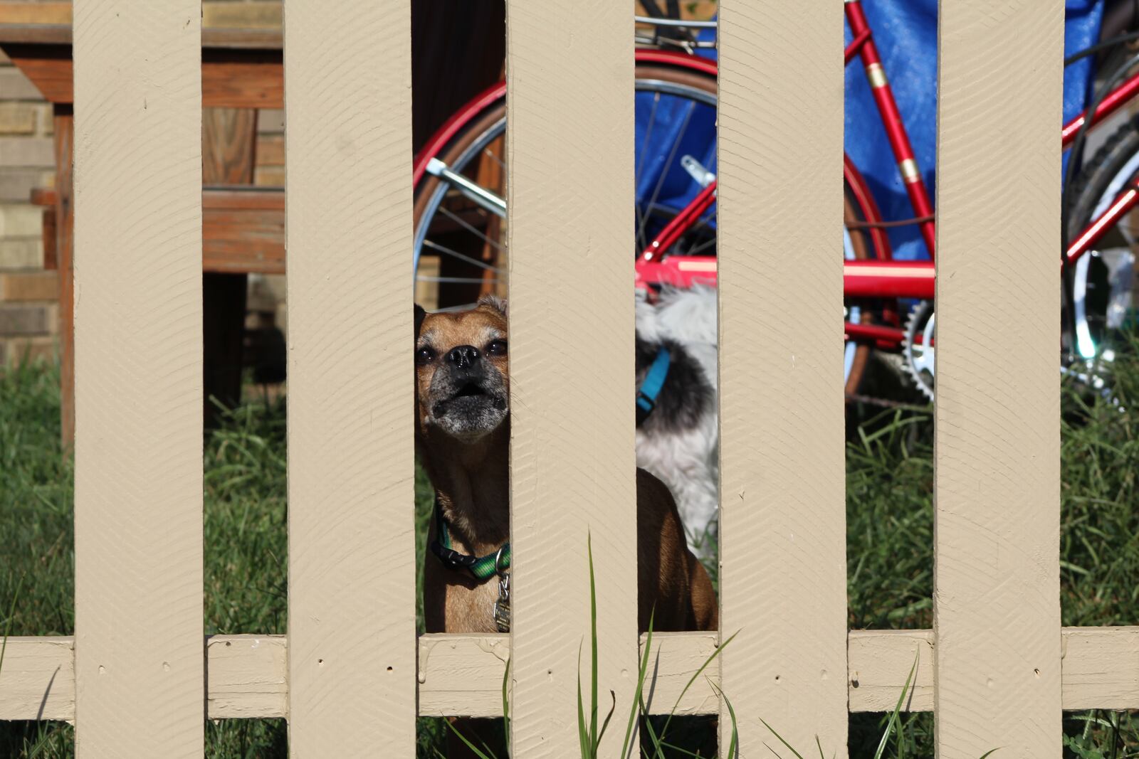 Two dogs in a yard in southeast Dayton bark at passersby on Friday. Dayton police received more than 550 barking dog calls in 2019. A new pilot program could send mediation responders to these kinds of complaints. CORNELIUS FROLIK / STAFF