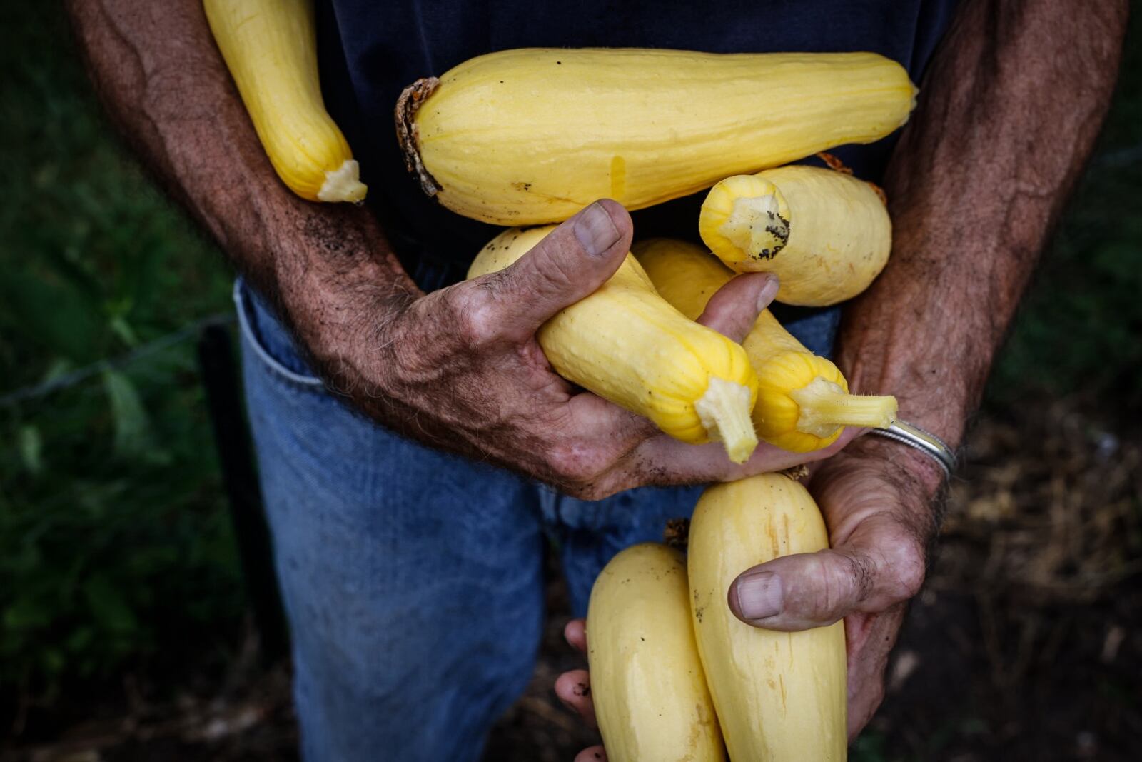 Malcom Jewett carries his summer squash harvest to buckets to be donated to kitchen around Dayton. Jim Noelker/Staff