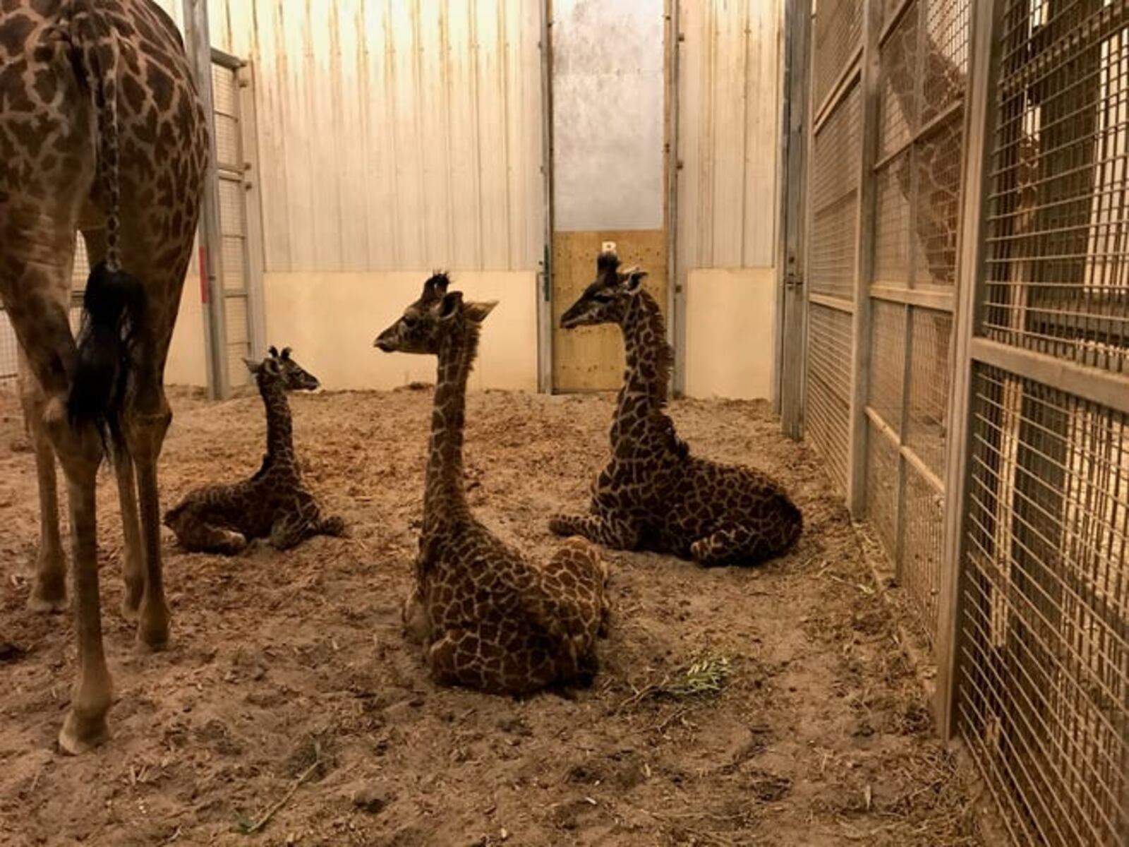 The Columbus Zoo and Aquarium’s calf Sammie (left) born Dec. 9, sits in the giraffe barn with Ralph and Schaefer, who were born June 28 and Aug 26 this year, respectively. THE COLUMBUS ZOO AND AQUARIUM