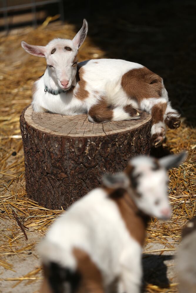 PHOTOS: AWWW! Sleepy mini goats and adorable lambs among the Aullwood Farm babies