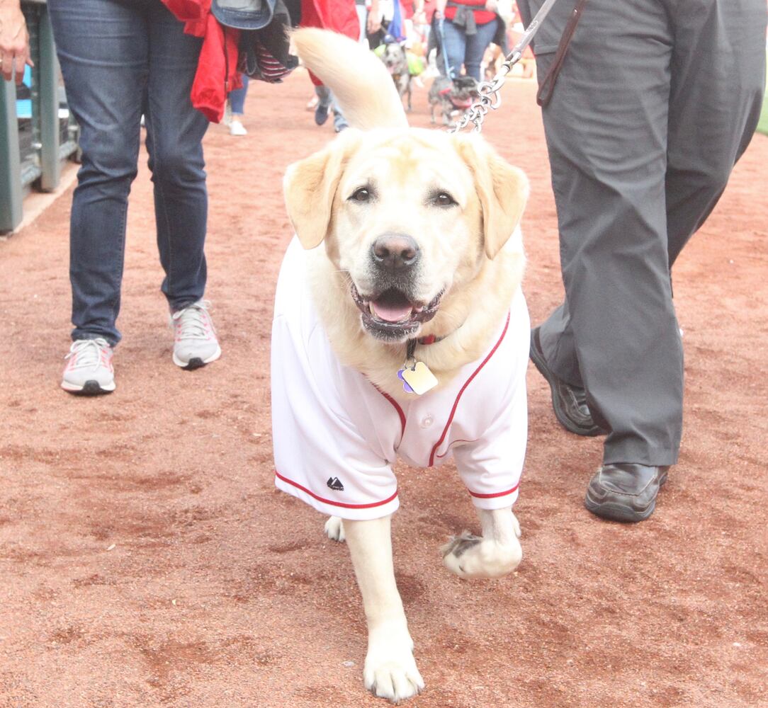 Photos: Bark in the Park Night at Great American Ball Park