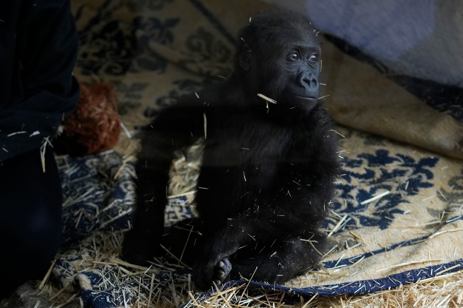 Zeytin, a 5-month-old male gorilla infant who was rescued at Istanbul Airport, looks on, in a specially created section of a zoo, in Istanbul, Turkey, Sunday, Jan. 12, 2025. (AP Photo/Khalil Hamra)