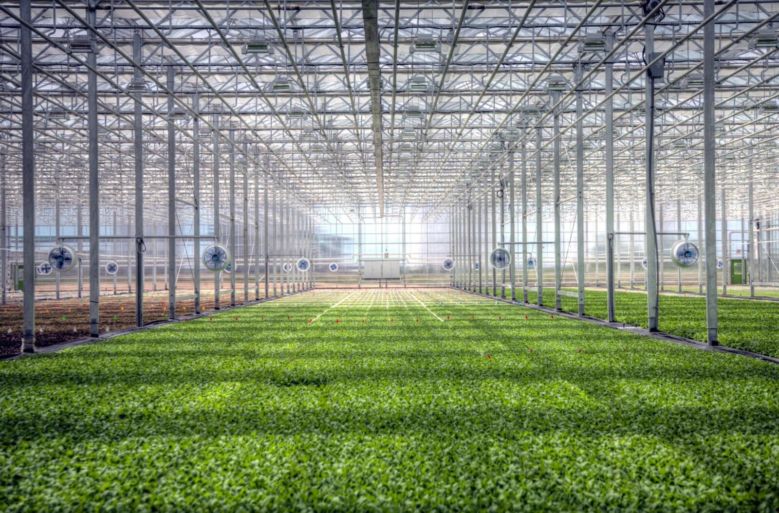 This is a BrightFarms greenhouse. Cox Enterprises owns BrightFarms and is majority owner of Mucci Farms in Canada, making Cox the largest greenhouse grower in North America.