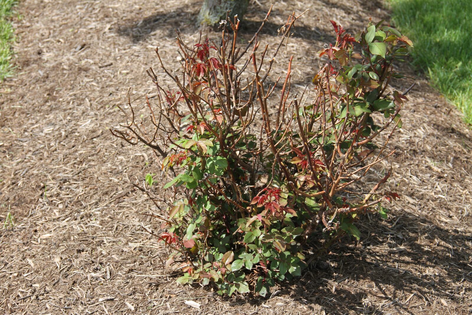 Roses experienced significant winter damage in 2014 when temperatures dropped below 0F. CONTRIBUTED PHOTO