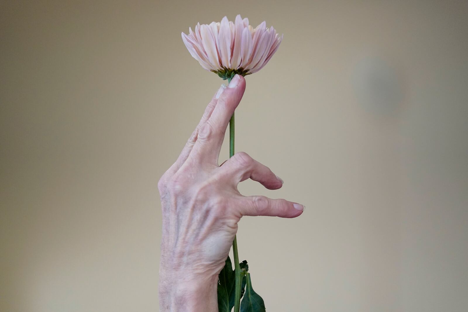 A volunteer demonstrates how to measure and cut a flowers during a Valentine's Day Widow Outreach Project event, Thursday, Feb. 13, 2025, in Charlotte, N.C. (AP Photo/Erik Verduzco)