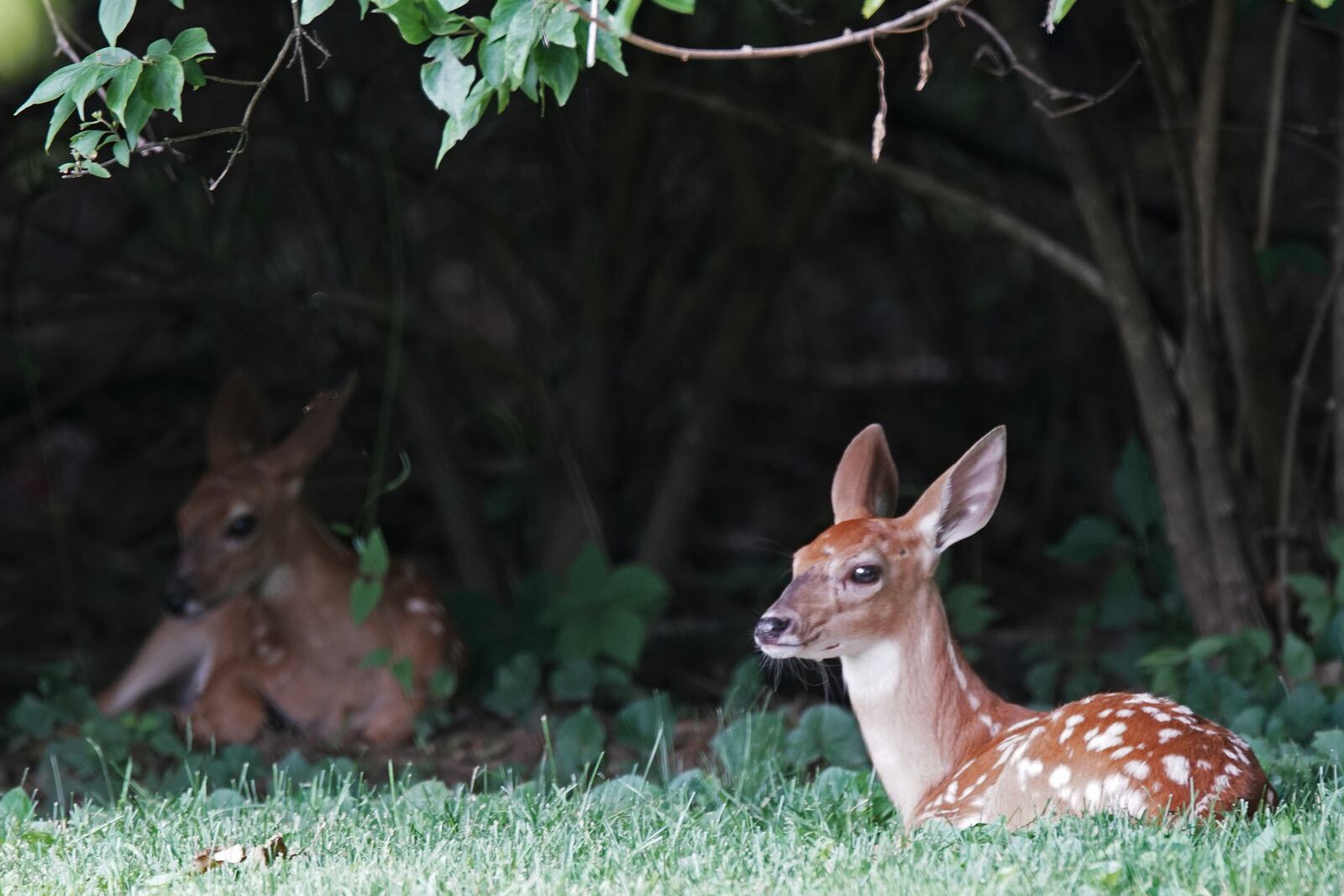 Ken Samuelson of Beavercreek took this photo on June 30 in Beavercreek. He sent it to the Dayton Daily News with this commentary: "These two young deer were waiting for their mom to return. We all know what that's like from when we were kids, waiting for our moms to finish trying on clothes before taking us to the toy department. Yeah, we know that feeling--bored."