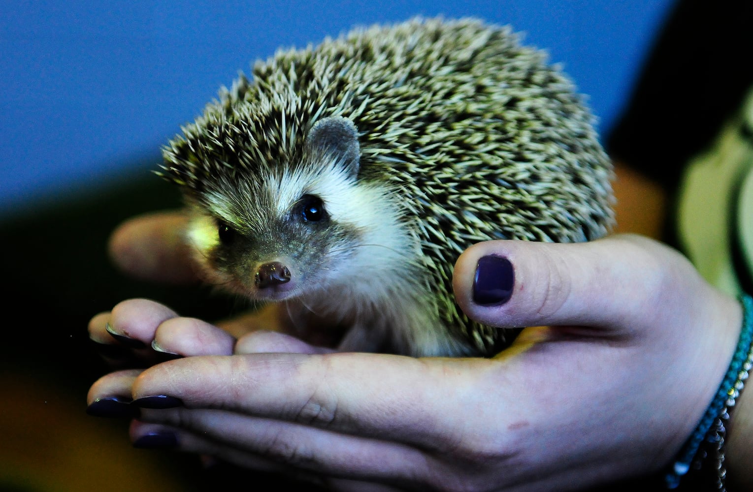 HEDGEHOG DAY