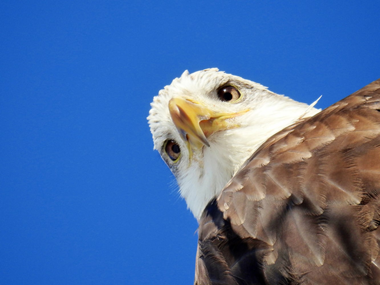 Carillon Park bald eagles