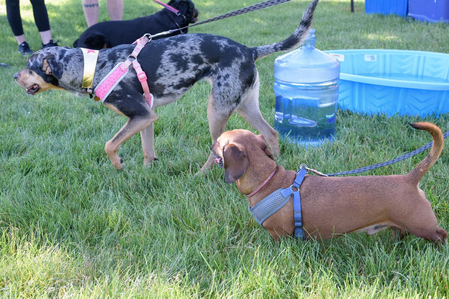 PHOTOS: Did we spot you and your doggie at SICSA’s Lift Your Leg fun run/walk?