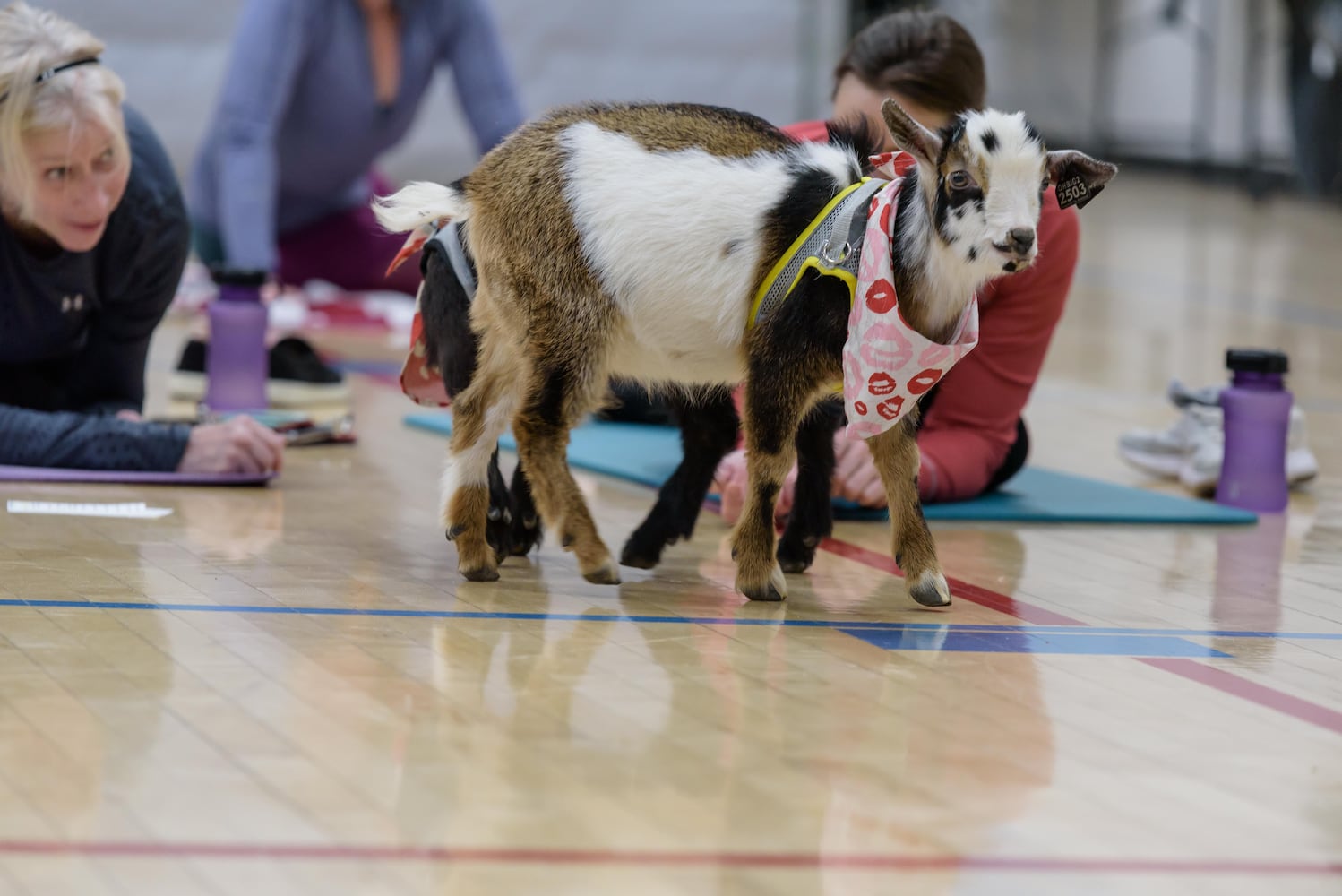 PHOTOS: Sweetheart Goat Yoga at Vandalia Recreation Center