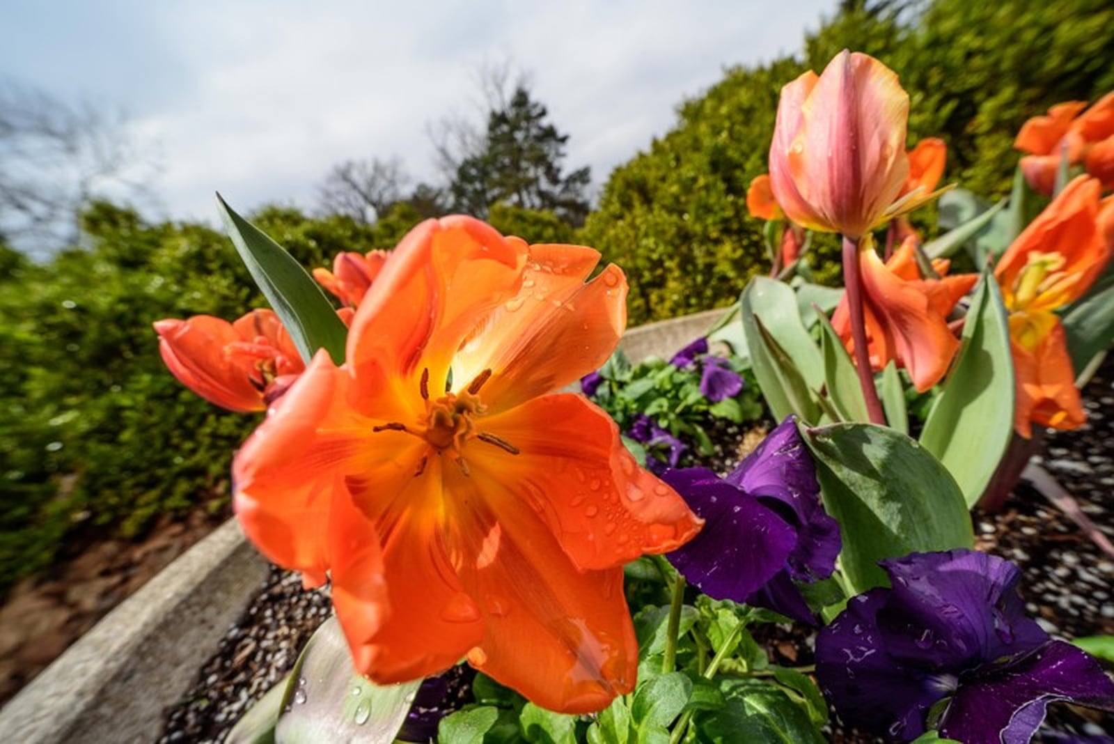 Spring has arrived at Cox Arboretum MetroPark, and visitors are free to enjoy the outdoor areas and trails. CONTRIBUTED/TOM GILLIAM