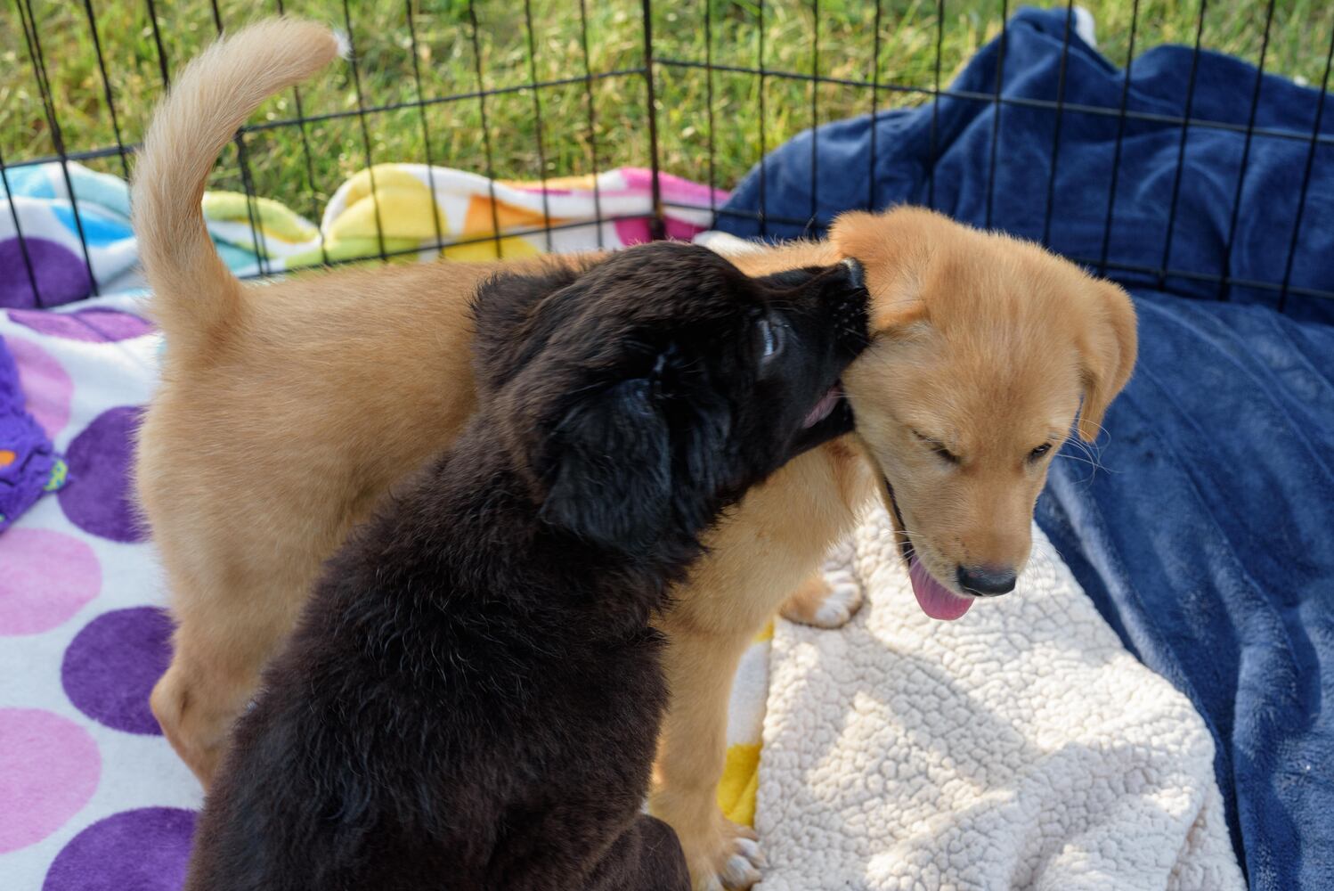 PHOTOS: Did we spot you and your doggie at the 5k-9 Run, Walk & Wag in Miamisburg?