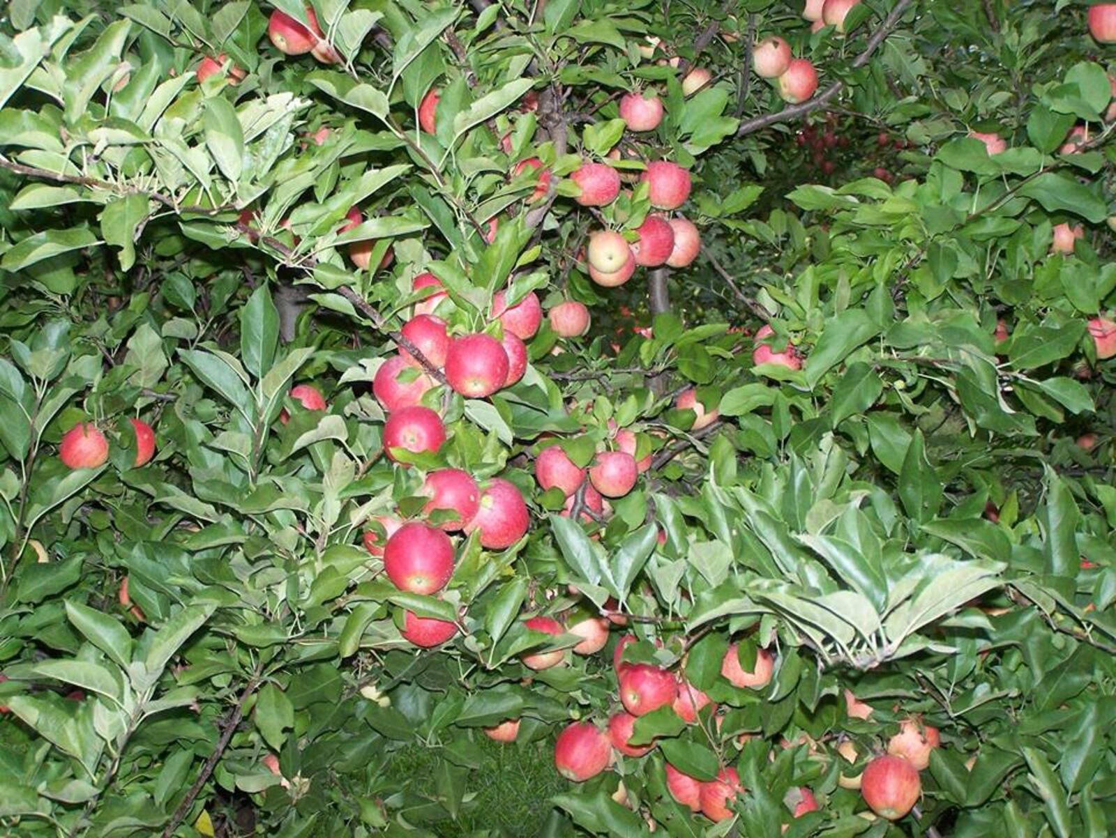 Tükens Farm boasts 2,800 low-hanging apple trees with over 40 different varieties of apples. Their orchard was specially designed for patrons to pick their own apples; the trees are shorter and heavy fruiting.  (Source: Facebook)