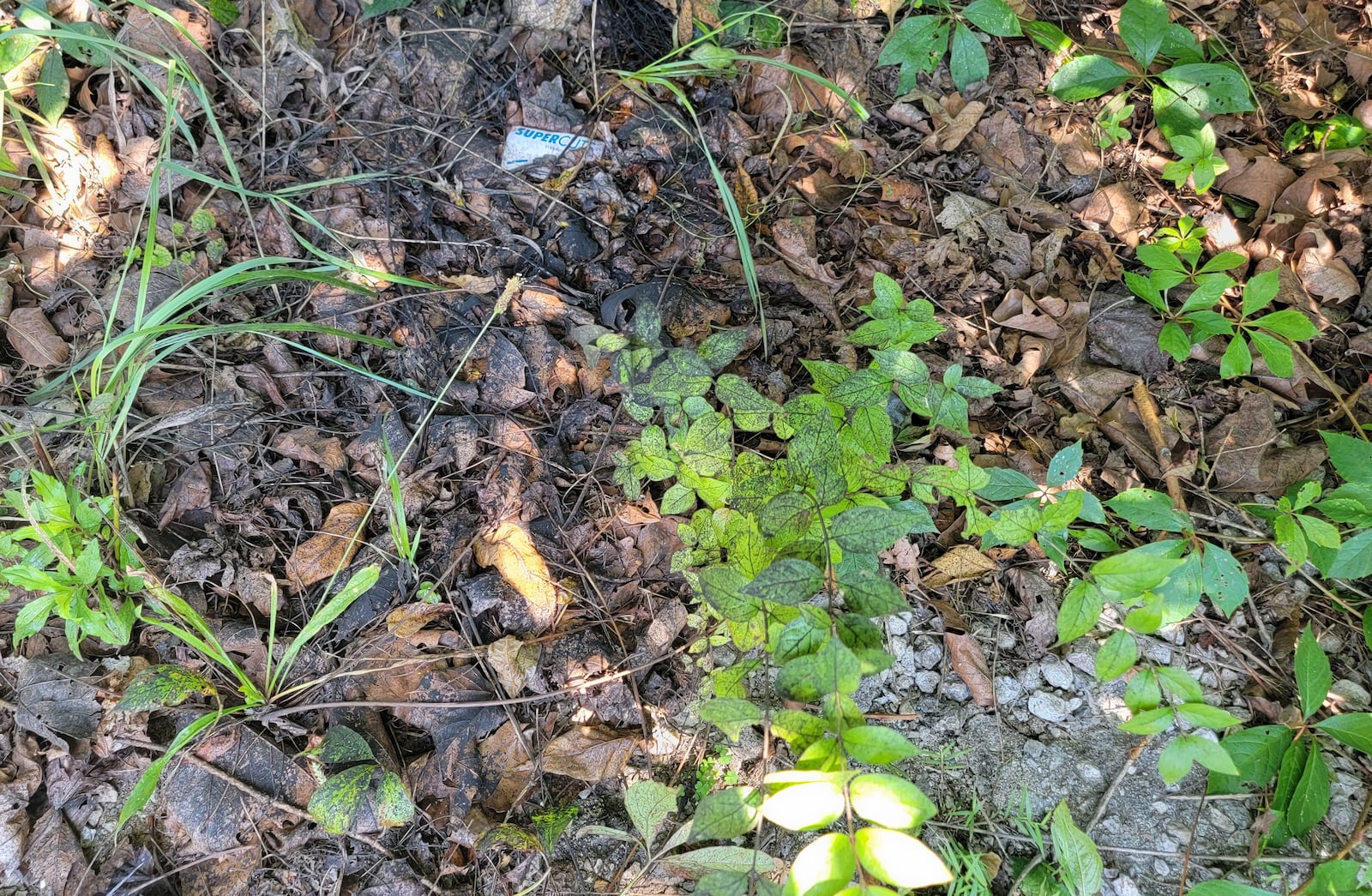 Sooty mold grows on the honeydew secreted by the spotted lanternfly; notice it on the leaves, plants and anything under the trees where spotted lanternfly feed.