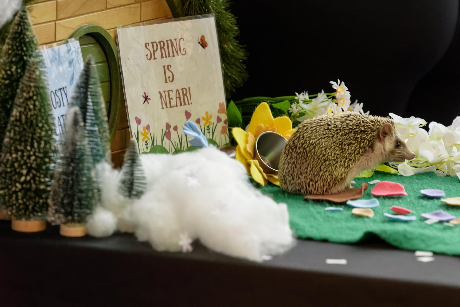 PHOTOS: Hedgehog Day 2025 at the Boonshoft Museum of Discovery